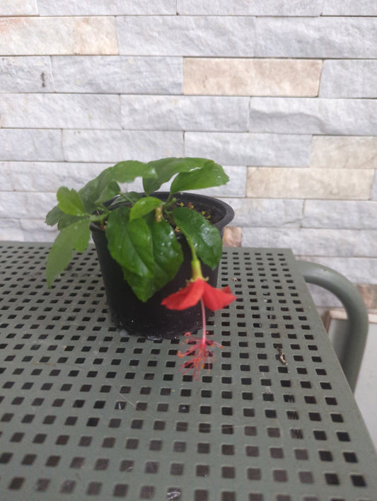Hibiscus grandidieri x greveanus