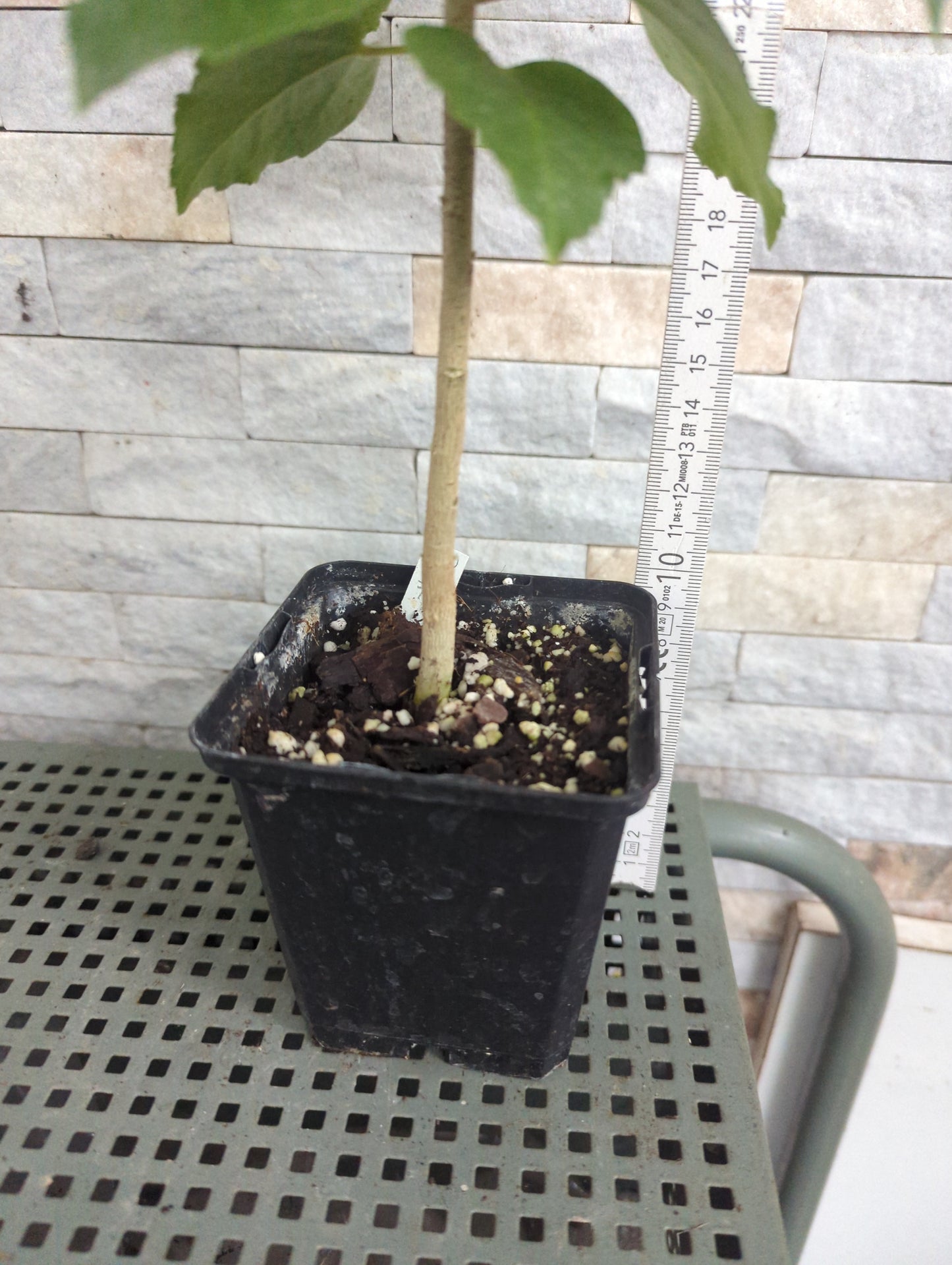 Formosa Dream Beaster x Formosa Amethyst Night Glow Hibiscus rosa sinensis SW 2024-702