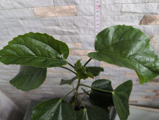 Luv Cure for Ellness x LEH Beta Fish Hibiscus rosa sinensis