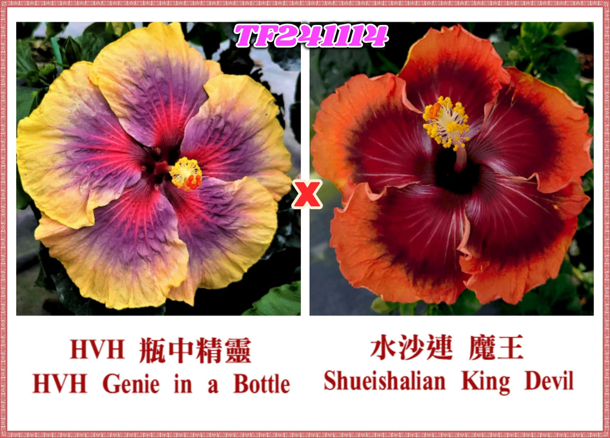HVH Genie in a Bottle x Shueishalian King Devil