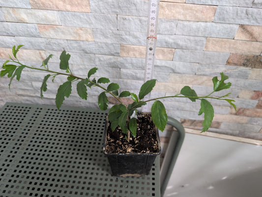 Hibiscus grandidieri x phanerandrus