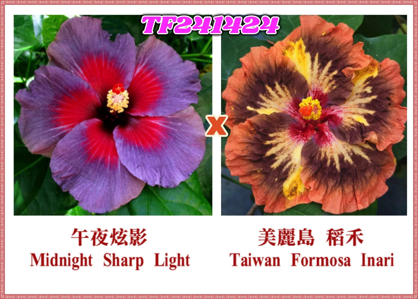 Midnight Sharp Light x Taiwan Formosa Inari
