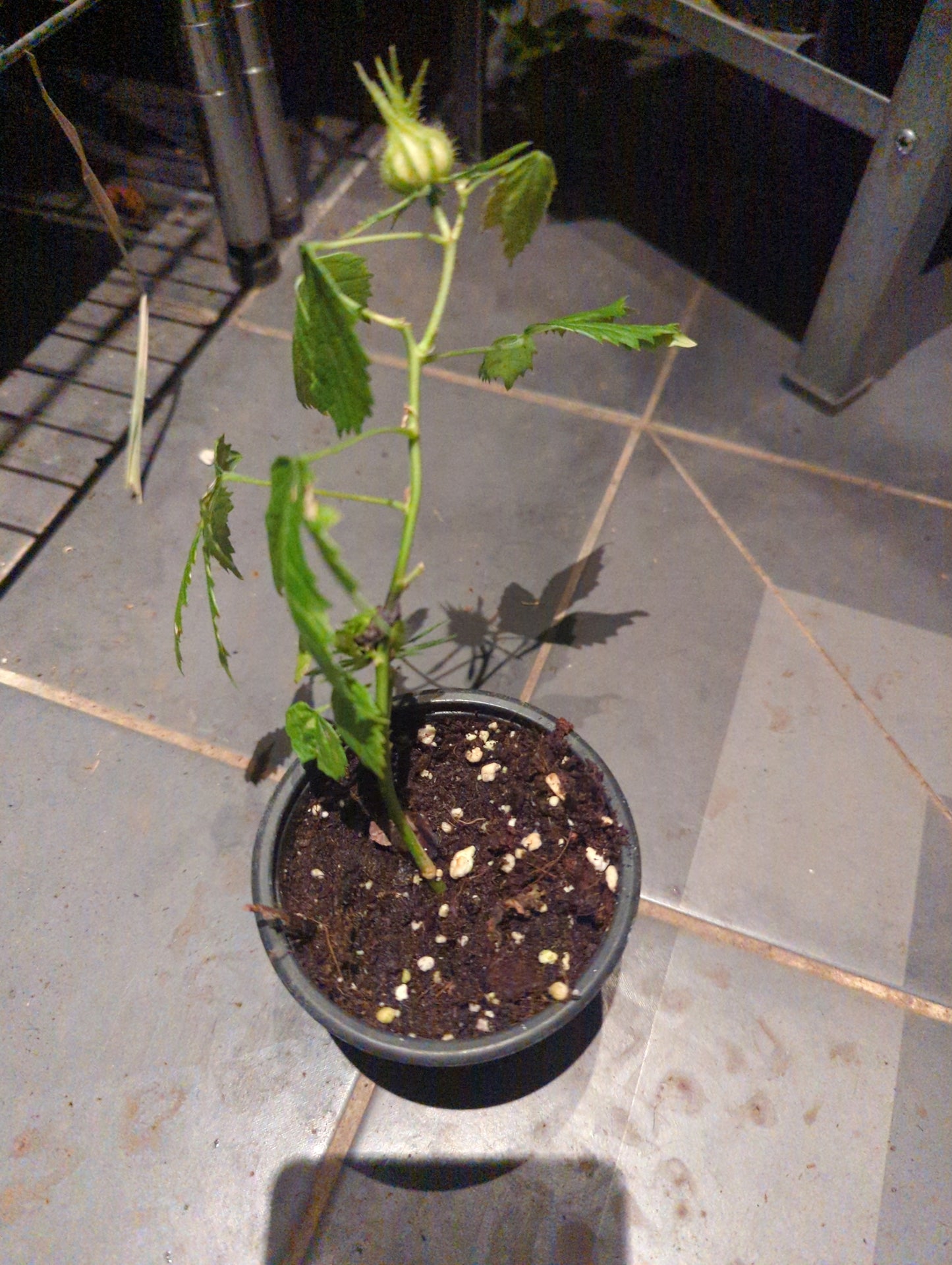 Hibiscus radiatus