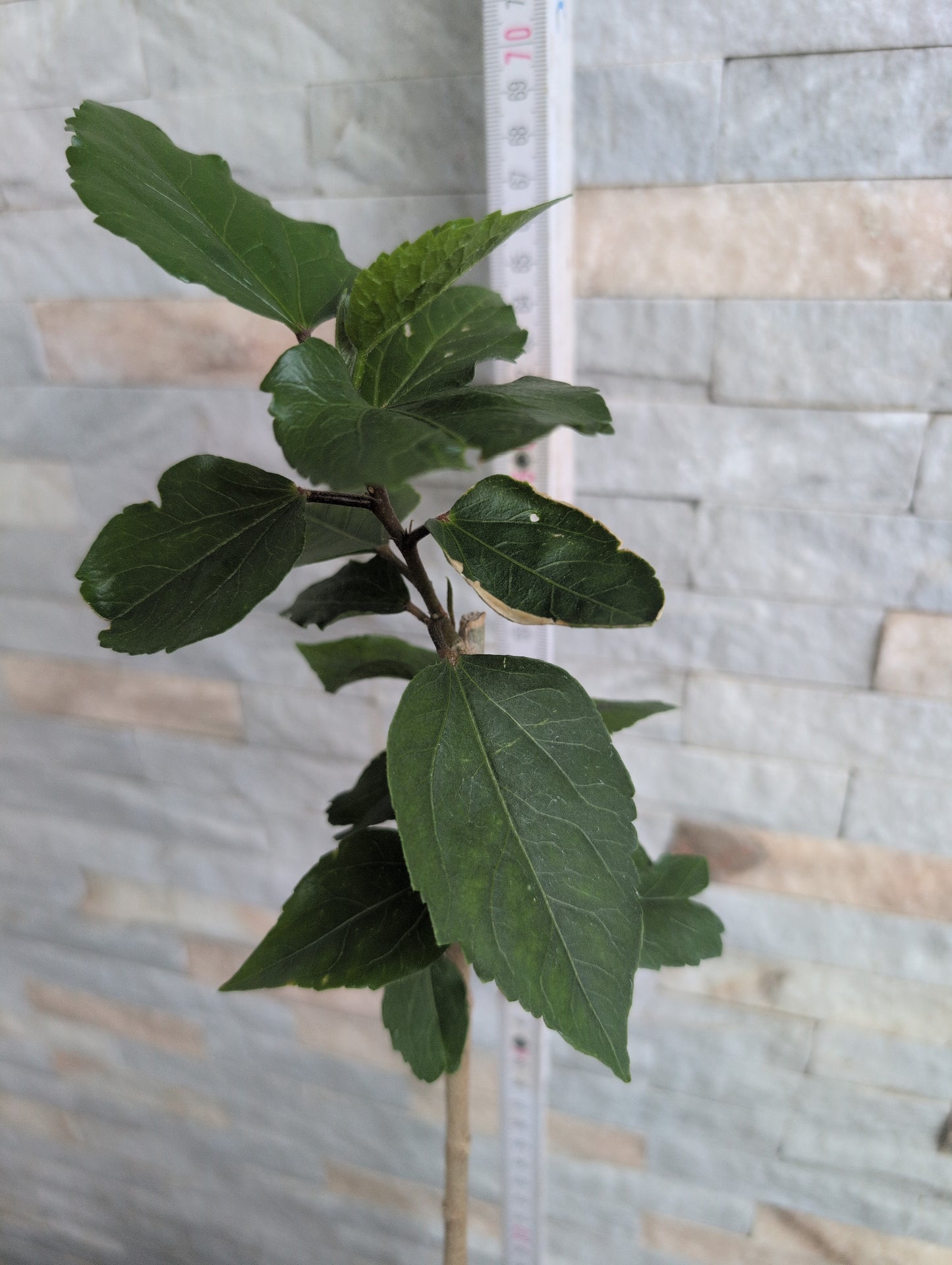 Formosa Treasury x Formosa Chocolate Crystal Ball Hibiscus rosa sinensis