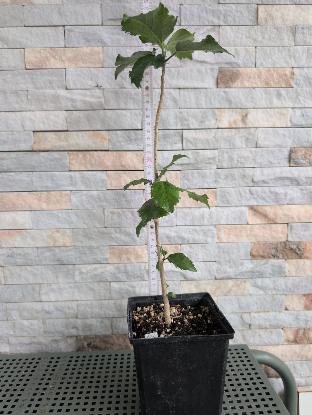Formosa Green Glaze x Formosa Classical Beauty