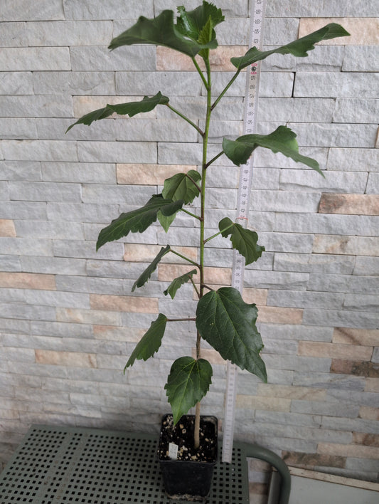 Formosa Treasury x Formosa Chocolate Crystal Ball Hibiscus rosa sinensis