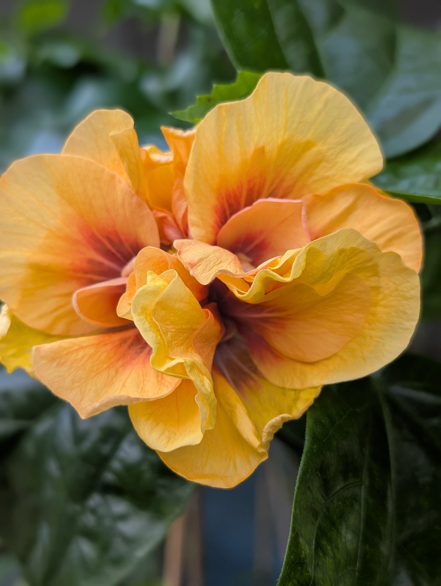 Hibiscus All New