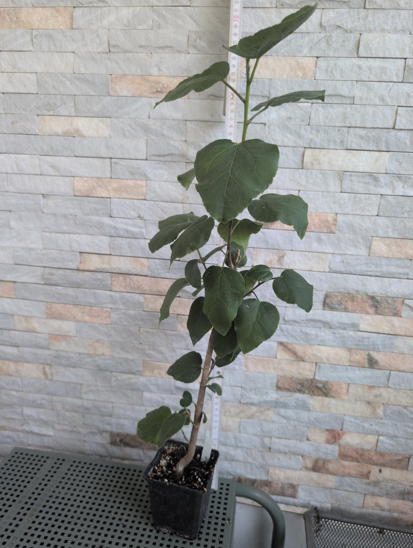 Formosa DARK Smoke x Formosa Whirling Snow Hibiscus rosa sinensis