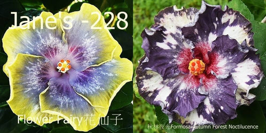Flower Fairy x Formosa Autumn Noctiluence