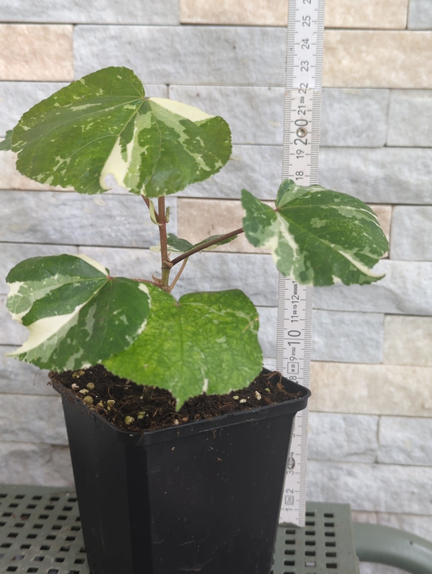 Hibiscus tiliaceus variegata  - Rarität