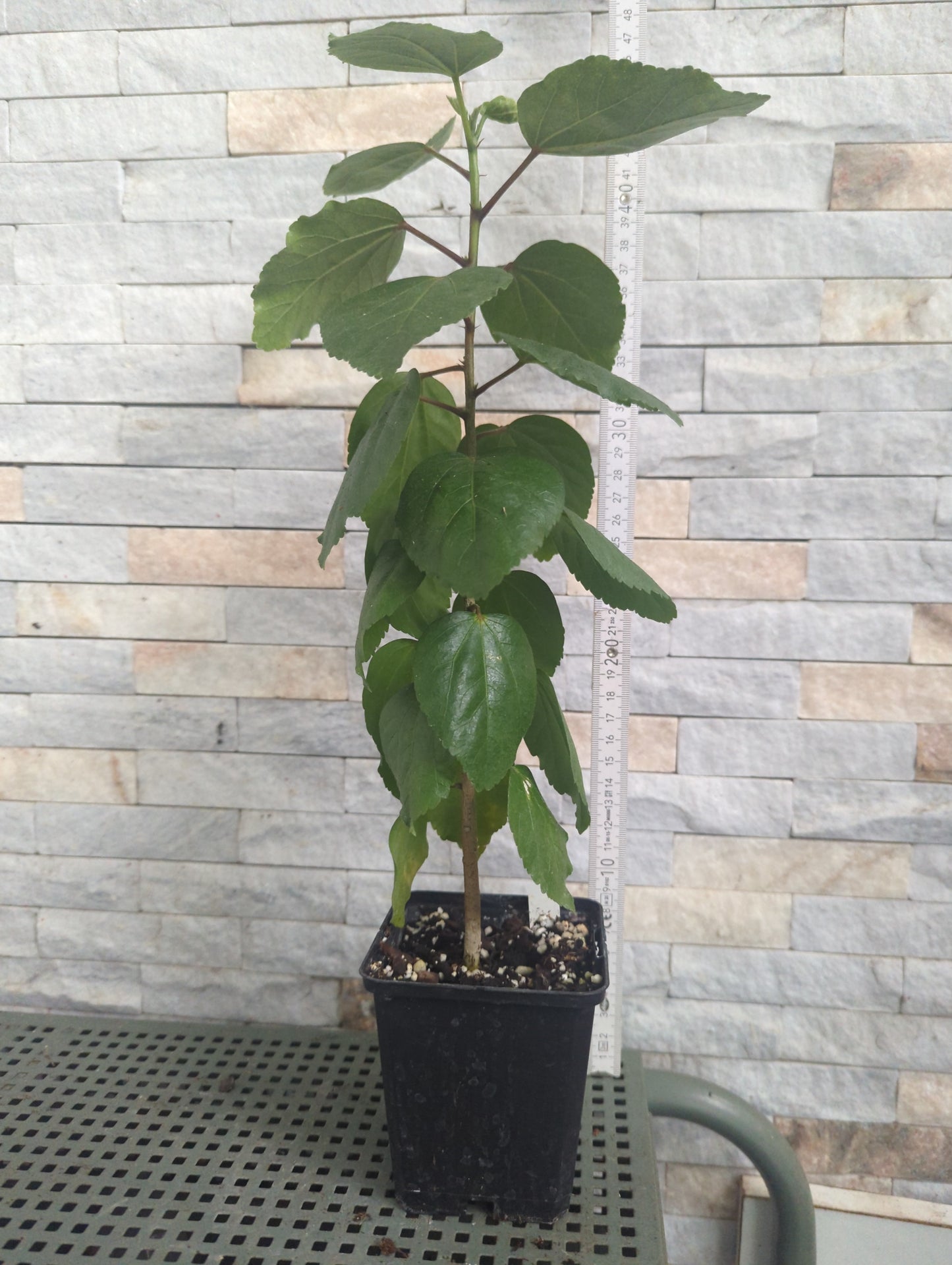 Formosa Coffee Elf x Formosa Dance of Yukionna Hibiscus rosa sinensis