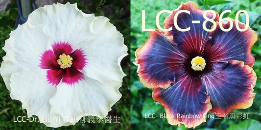 LCC Dr. Liu Yi Tai x LCC Black Rainbow King Hibiscus rosa sinensis