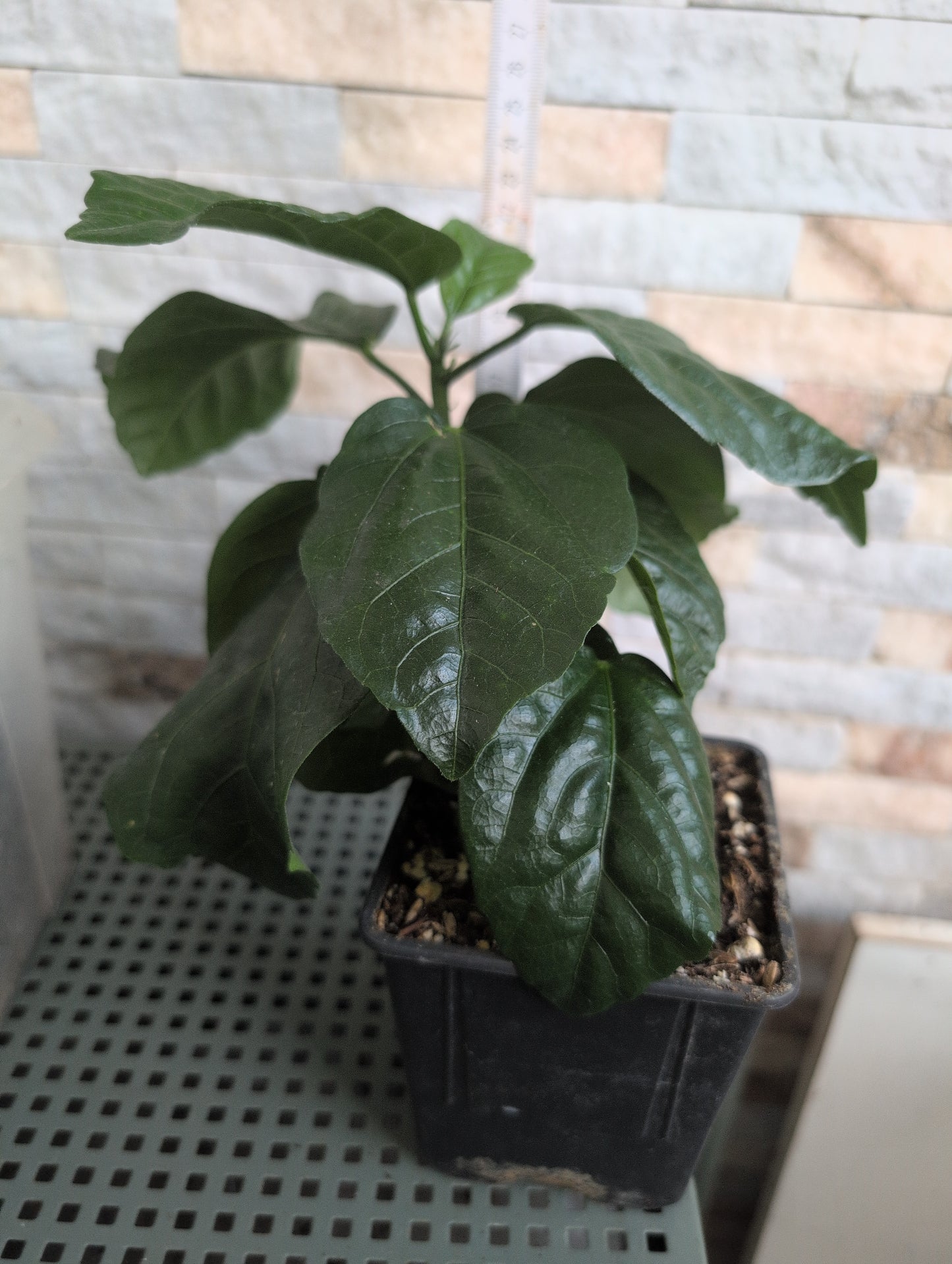 Hibiscus All New