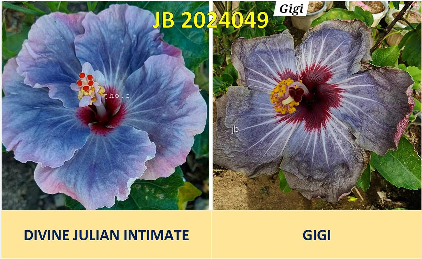 Divine Julian Intimate x Gigi Hibiscus rosa sinensis