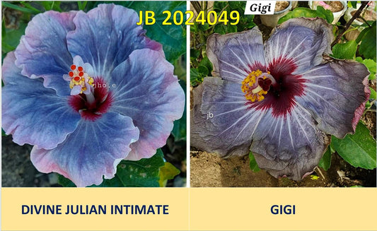 Divine Julian Intimate x Gigi Hibiscus rosa sinensis