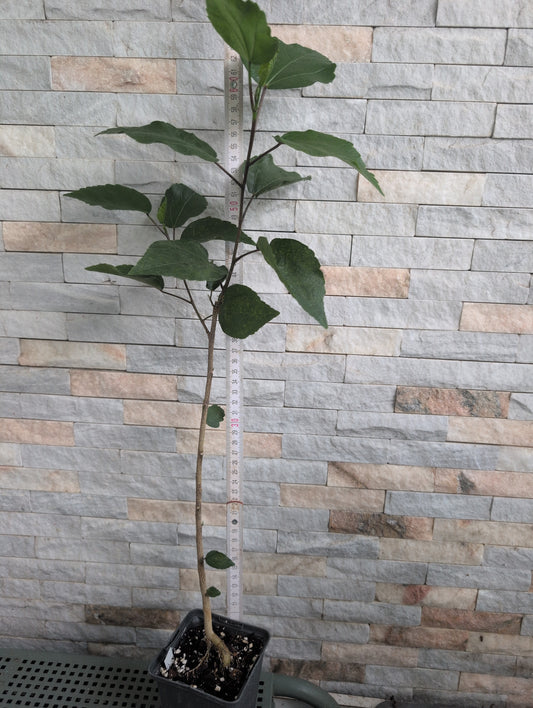 LCC Dr. Liu Yi Tai x LCC Black Rainbow King Hibiscus rosa sinensis