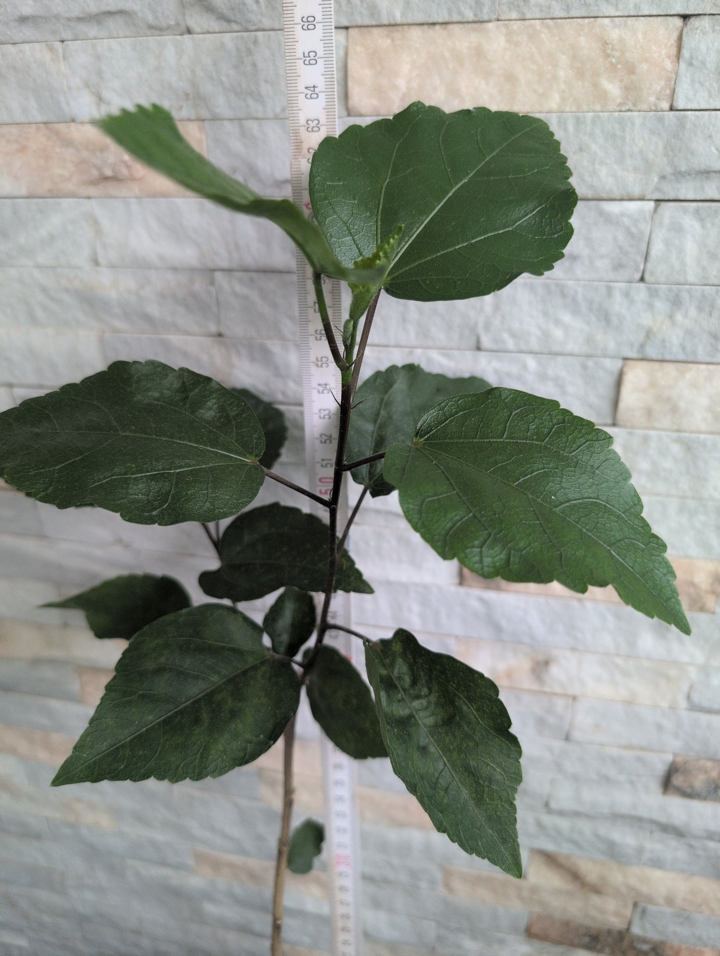 LCC Dr. Liu Yi Tai x LCC Black Rainbow King Hibiscus rosa sinensis