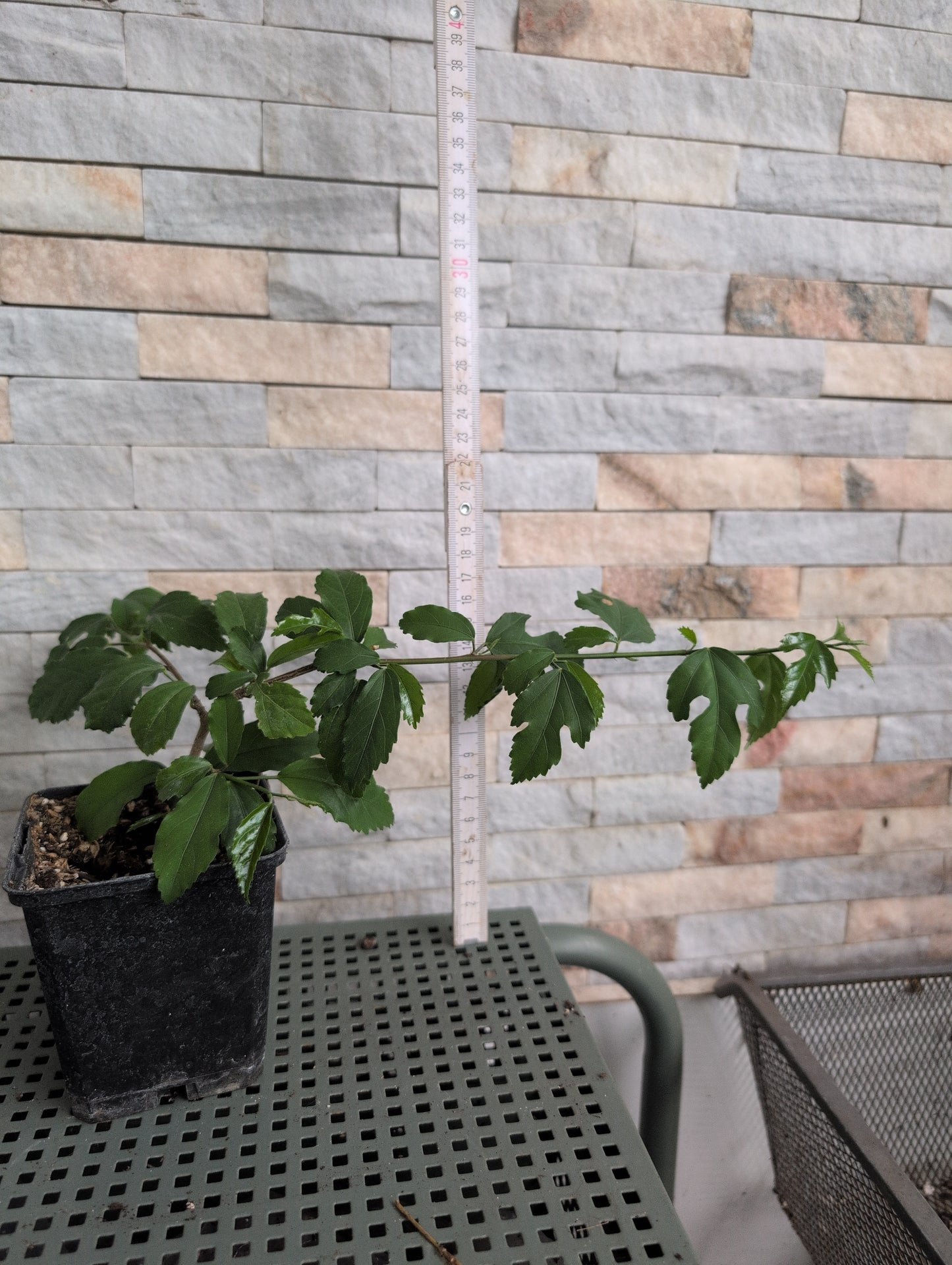 Hibiscus grandidieri x phanerandrus