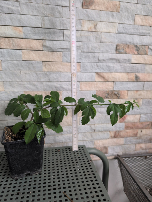 Hibiscus grandidieri x phanerandrus