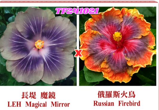 LEH Magical Mirror x Russian Firebird