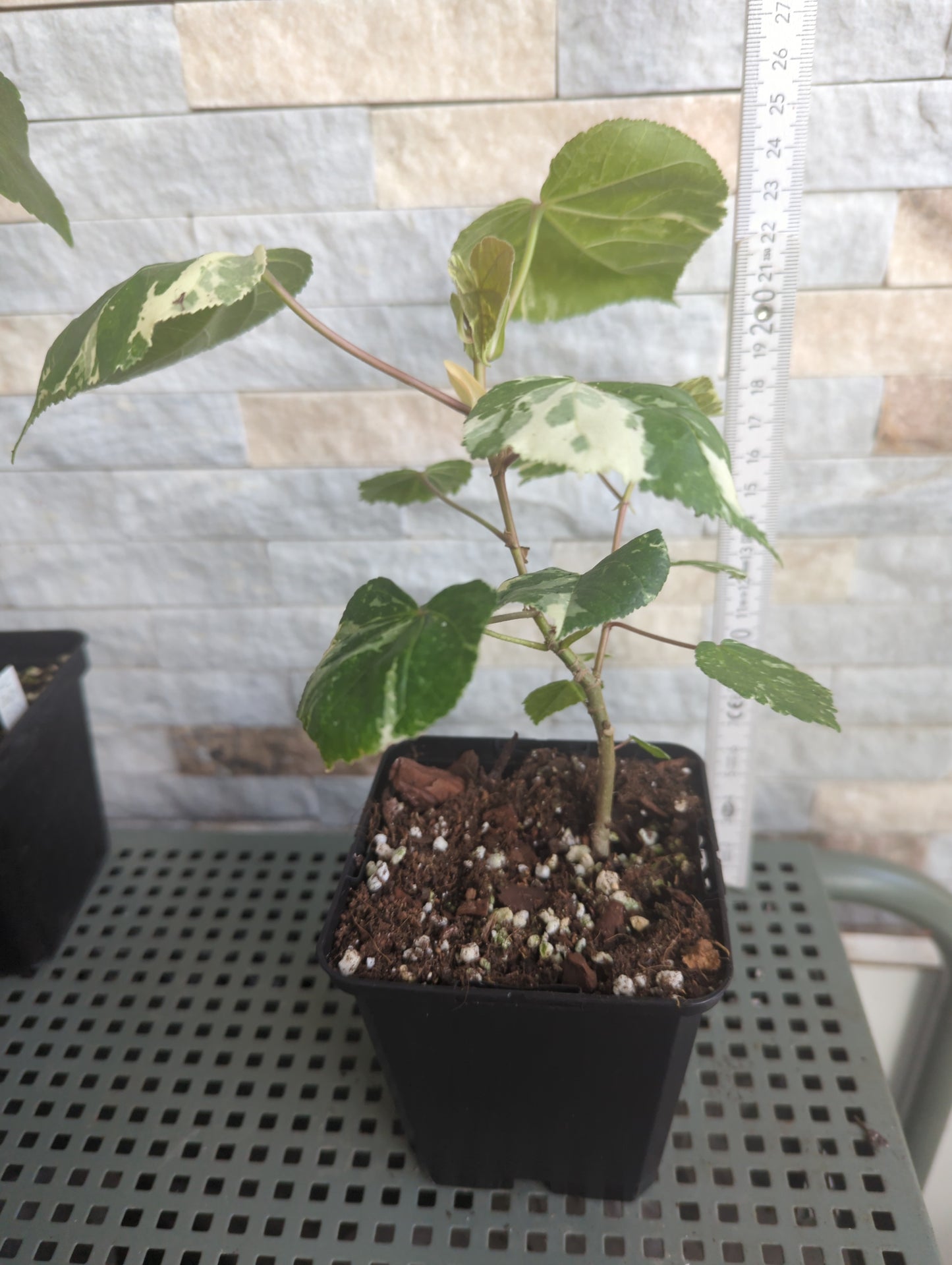 Hibiscus tiliaceus variegata  - Rarität