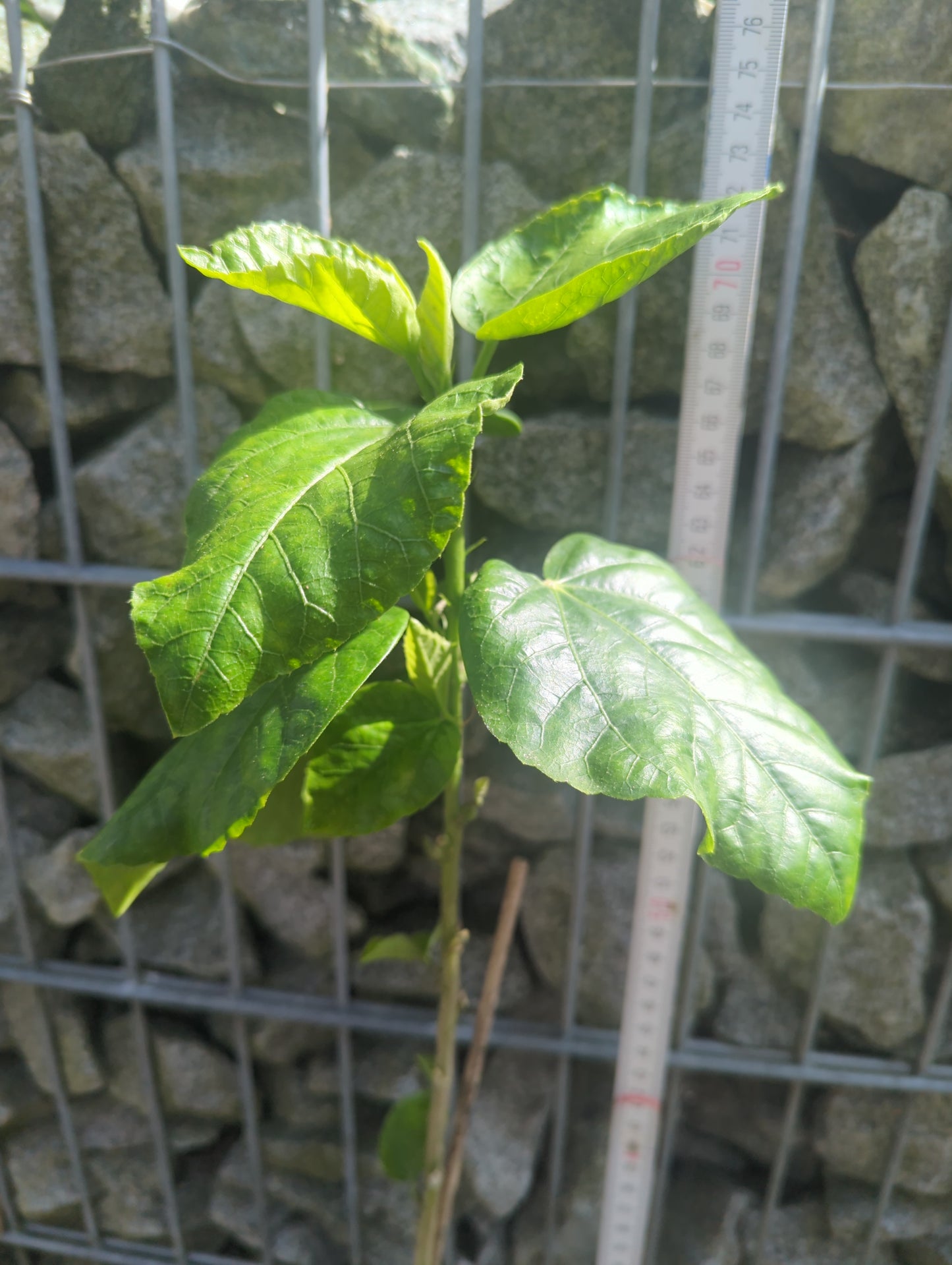 Java Splendor Diamond x Night Runner Java 23086 Hibiscus rosa sinensis