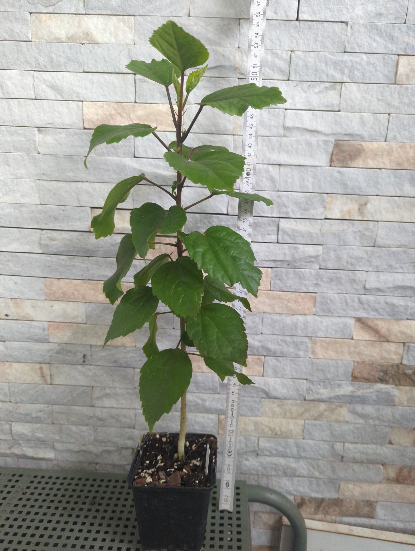 Formosa Yu Yan x Formosa Pyramid Hibiscus rosa sinensis