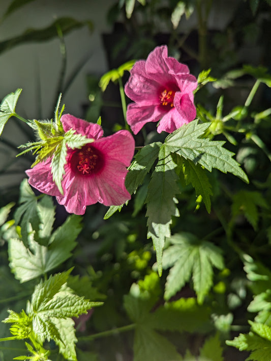 Hibiscus radiatus
