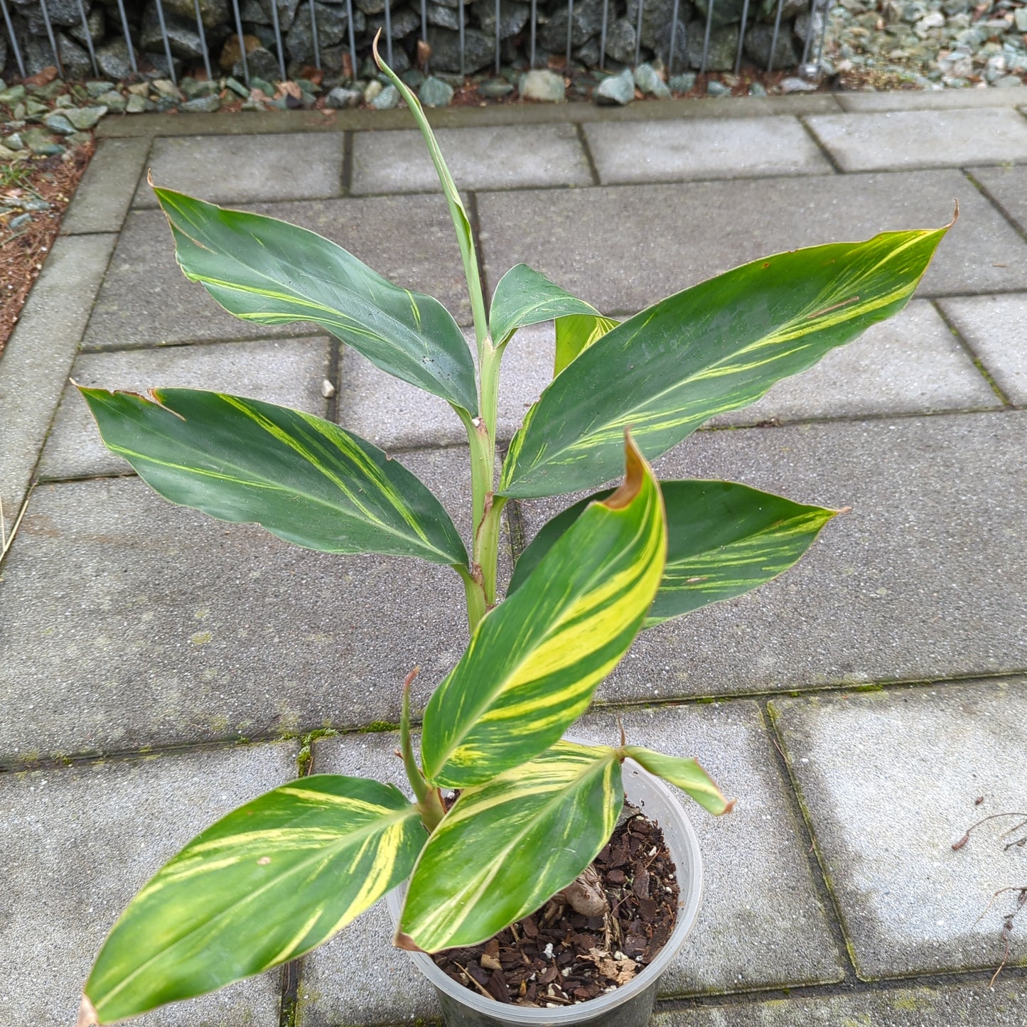 Alpinia zerrumbet