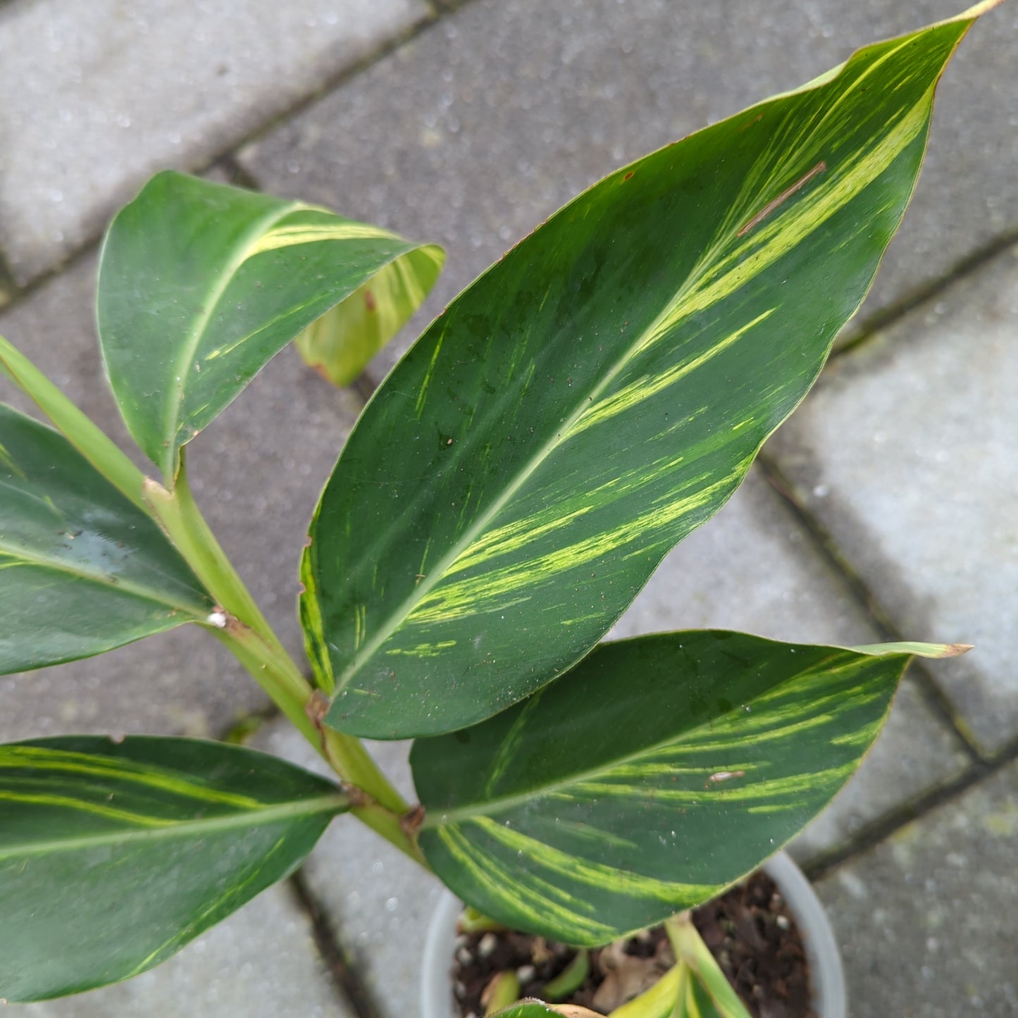 Alpinia zerrumbet